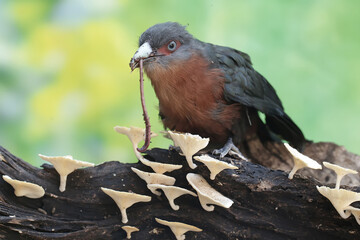 A young chestnut-breasted malkoha is preying on an earthworm. This beautifully colored bird has the scientific name Phaenicophaeus curvirostris.