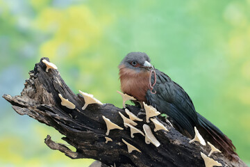 A young chestnut-breasted malkoha is preying on an earthworm. This beautifully colored bird has the scientific name Phaenicophaeus curvirostris.