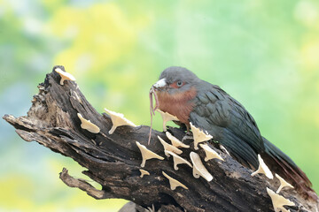 A young chestnut-breasted malkoha is preying on an earthworm. This beautifully colored bird has the scientific name Phaenicophaeus curvirostris.