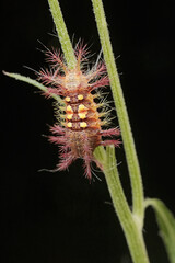 A nettle caterpillar feeding on a wild flower. This beautiful colored insect has the scientific name Setora nitens.
