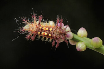 A nettle caterpillar feeding on a wild flower. This beautiful colored insect has the scientific name Setora nitens.
