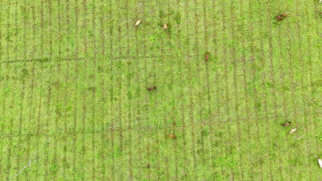 Aerial Drone top view shot cows grazing on a green meadow, Time Lapse 4k