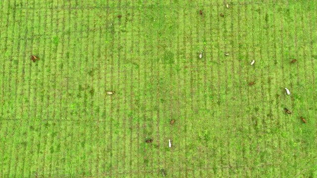 Aerial Drone top view shot cows grazing on a green meadow, Time Lapse 4k