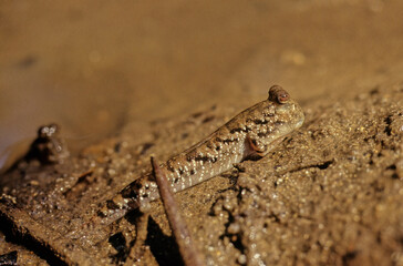 Barred mudskipper