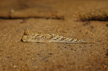 Barred mudskipper