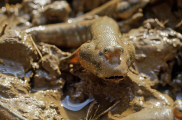 Barred mudskipper