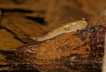 Barred mudskipper