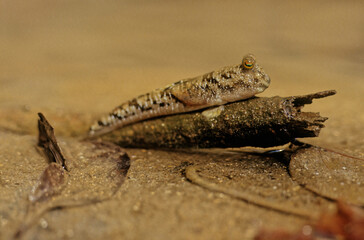 Barred mudskipper