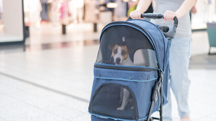 Close-up portrait of a Jack Russell terrier dog through the mesh in a stroller. 