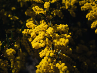 Obraz premium Yellow wattle flower