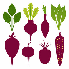 full set beetroot carrot beets turnip corn vector illustration