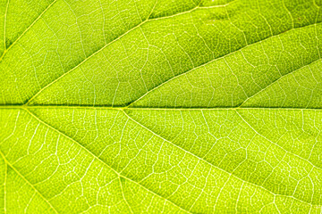 Macro shot of a leaf. Foliage nature background.