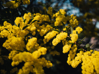 Yellow wattle flower