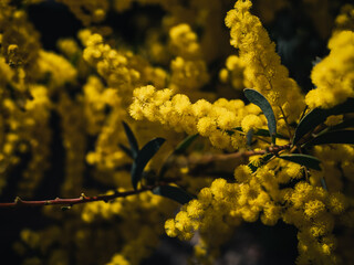 Yellow wattle flower