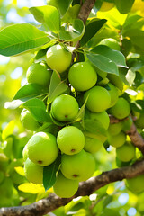 The Enthralling Beauty and Bounty of a Guava Tree Under the Clear Azure Sky