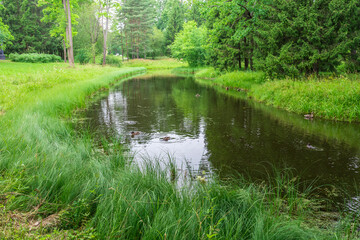 A pond with ducks swimming in it