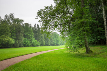 A tranquil pathway meanders through dense greenery, as mist envelops the towering trees, creating a peaceful atmosphere in nature.