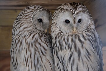 owl close-up looking at camera with round eyes