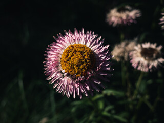 Spring flowers in the garden