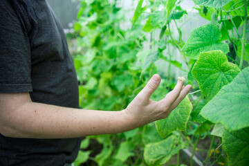 A man is touching a plant with his hand