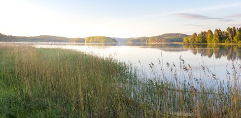 A lake with a lot of grass and trees in the background