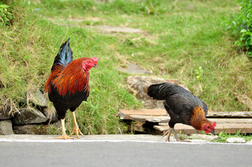 A pair of male and female chickens are looking for food