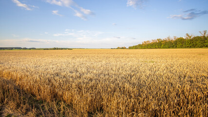 A field of yellow corn is shown in the image