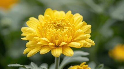 Fototapeta premium Close-up of a Yellow Chrysanthemum Flower