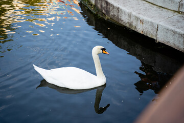 A stunning white swan adorned with a bright yellow beak glides gracefully across a peaceful pond,...