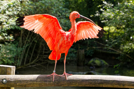 Oiseau ibis rouge au Zoo de M&uuml;nich