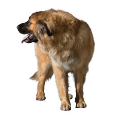 A large, brown dog stands alert, its tongue lolling out and its fur ruffled.  The dog is isolated against a black background.