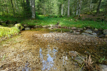 Ruisseau dans le sous-bois
