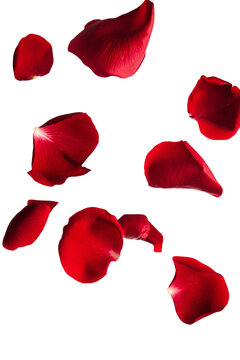 Floating red rose petals isolated on transparent background