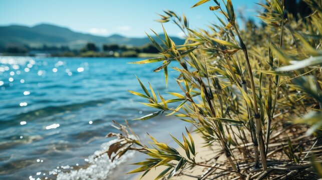 Beach wallpaper snapseed background full screen wallpaper hd 4k bamboo background  