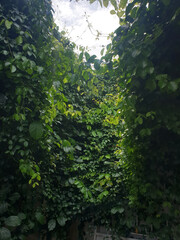 The weeds grow and intertwine and grow densely. There is sunlight falling on it, making it look like Batman's mask.