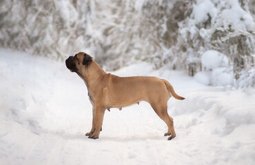 bullmastiff dog in winter forest on snow
