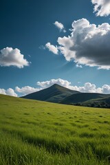Fototapeta premium a field of grass
