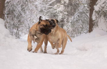 purebred bullmastiff dog in winter on the snow