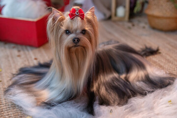 dog yorkshire terrier on a red background in a photo studio