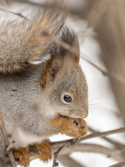 The squirrel with nut sits on tree in the winter or late autumn