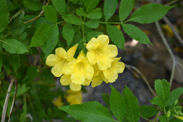 Obraz premium Yellow trumpetbush (Tecoma stans) Called Yellow bell or Yellow Elder Flower, trumpet flower, Beautiful bunch of yellow flowers closeup with green leaves Background, tecoma stans