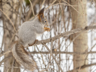 The squirrel with nut sits on tree in the winter or late autumn