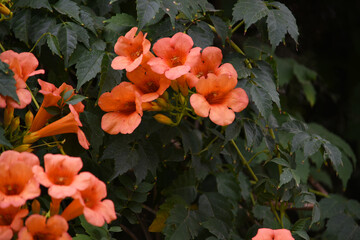 Campsis radicans also known as trumpet creeper, the trumpet vine, orange trumpet vine flower, Bright orange flowers of Campsis radicans, orange flower closeup shot, Chakwal, Punjab, Pakistan
