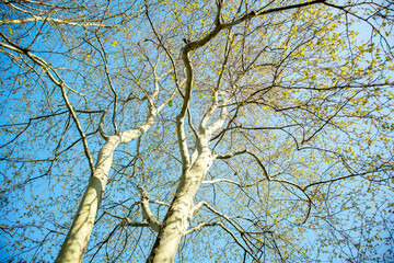 tree branches against blue sky