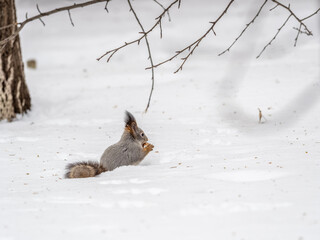 The squirrel in winter sits on white snow.
