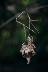 close up of dry leaf