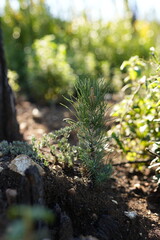 Obraz premium small tree growing on soil in nature