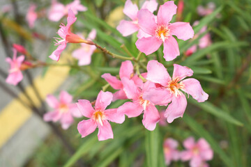 Nerium oleander in bloom, Pink siplicity bunch of flowers and green leaves on branches, Nerium Oleander shrub Pink flowers, ornamental shrub branches in daylight, bunch of flowers closeup