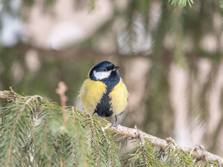 Cute bird Great tit, songbird sitting on the fir branch