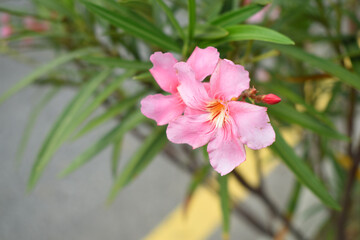 Nerium oleander in bloom, Pink siplicity bunch of flowers and green leaves on branches, Nerium...